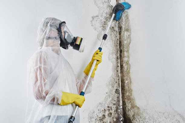 Best Affordable Mold Removal  in Saratoga, WY