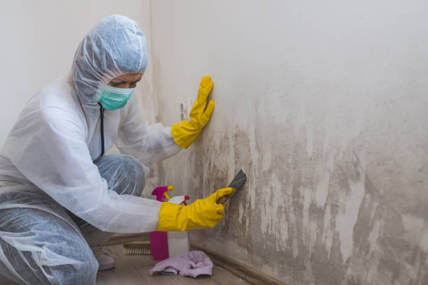 Best Best Mold Removal Companies  in Saratoga, WY