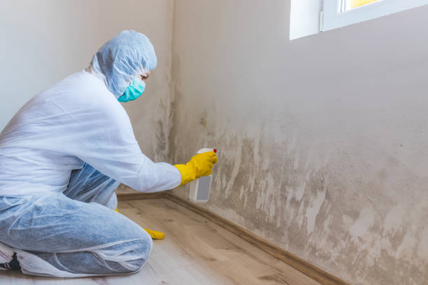 Best Residential Mold Removal  in Saratoga, WY